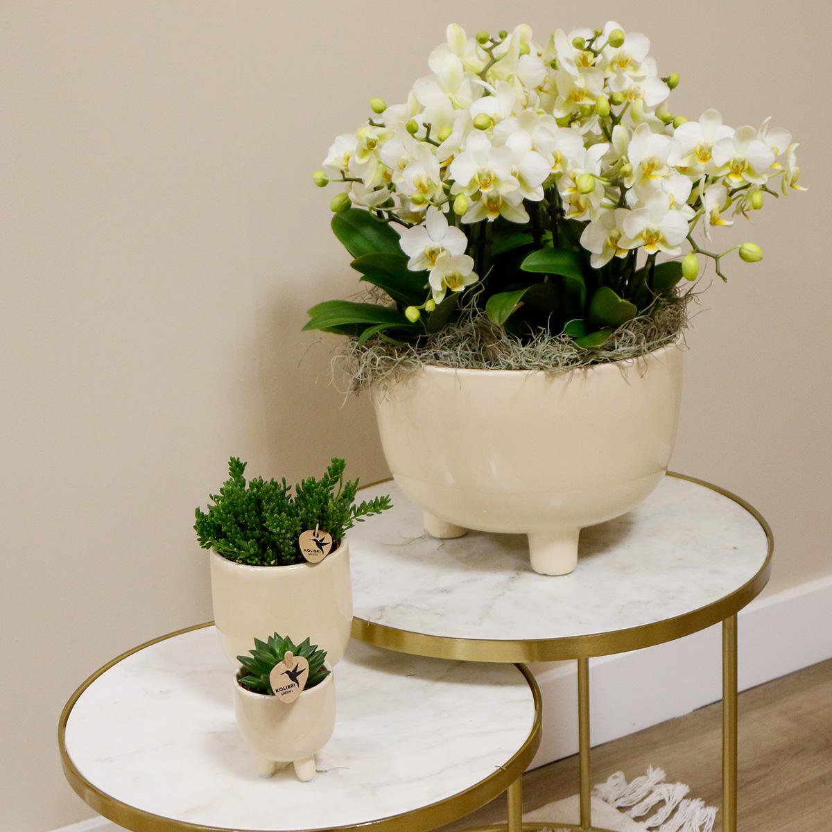 Kolibri-Orchideen | weißes Pflanzenset in Gummischale inkl. Wasserreservoir | drei weiße Orchideen | Mono Bouquet weiß mit autarkem Wasserreservoir