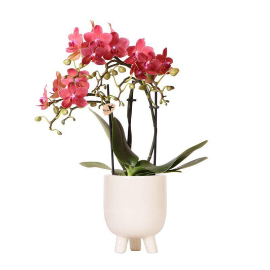 Kolibri-Orchideen | Rote Phalaenopsis-Orchidee – Kongo + Gummy Pot Travertin – Topfgröße Ø9 cm – 40 cm hoch | blühende Zimmerpflanze im Topf – frisch vom Züchter