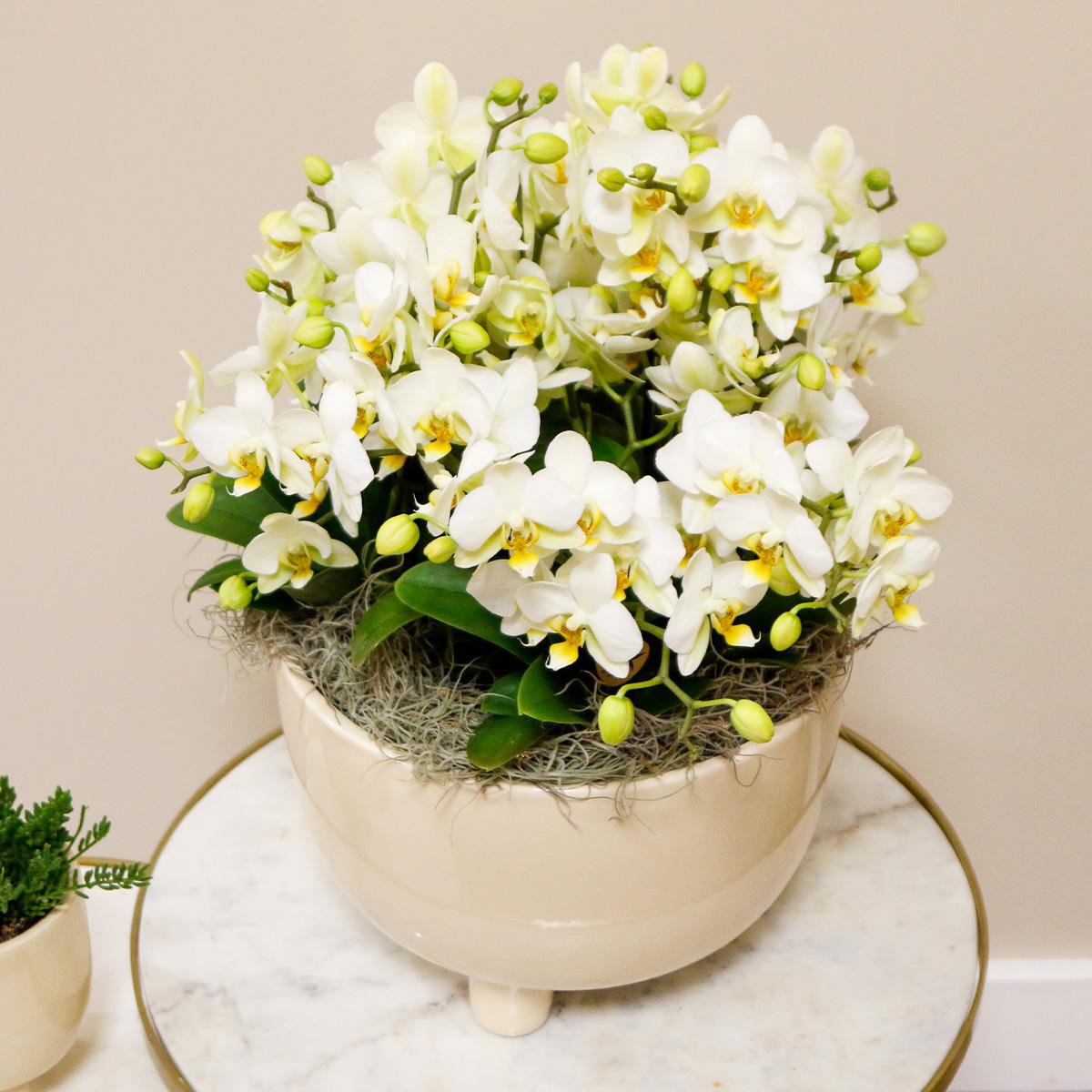 Kolibri-Orchideen | weißes Pflanzenset in Gummischale inkl. Wasserreservoir | drei weiße Orchideen | Mono Bouquet weiß mit autarkem Wasserreservoir
