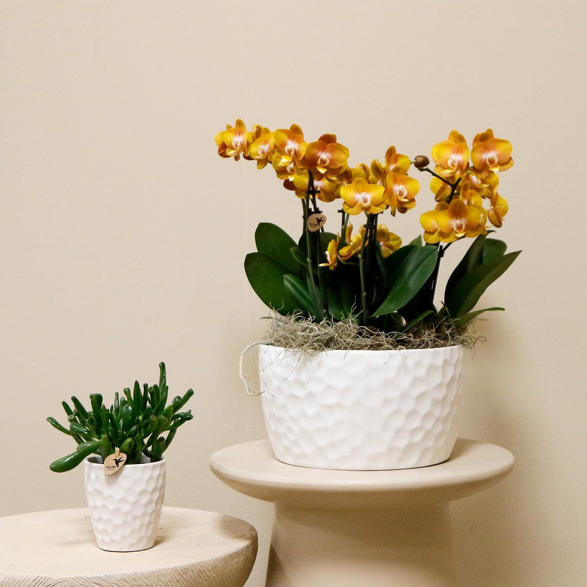 Kolibri-Orchideen | Orangefarbenes Orchideen-Set in Honigschale inkl. Wasserreservoir | drei orangefarbene Orchideen Las Vegas12cm | Mono Bouquet weiß mit autarkem Wasserreservoir