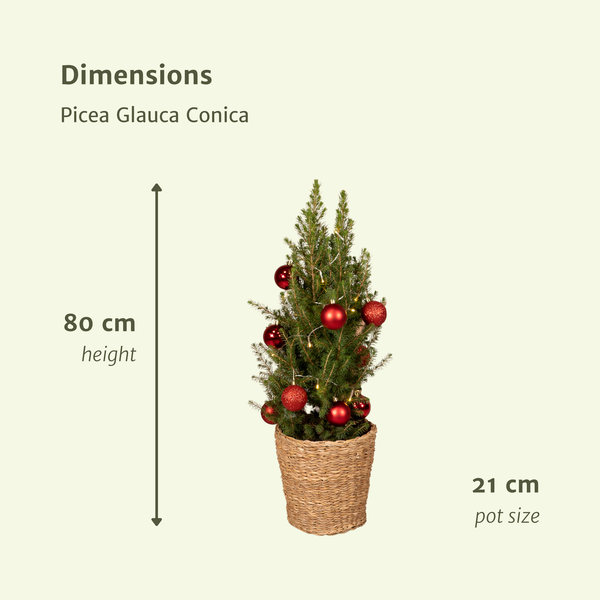 Picea Glauca Conica - Weihnachtsbaum - Rote Kugeln + Lichter + Korb - Ø21cm - ↕80cm