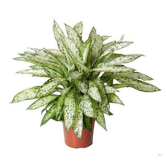 Dieffenbachia Vesuvius
