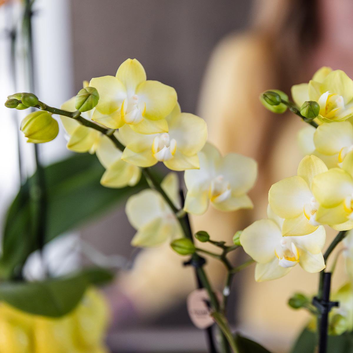 Kolibri-Orchideen | gelbe Phalaenopsis-Orchidee - Mexiko + Citrus sierpot gelb - Topfgröße Ø9cm | blühende Zimmerpflanze – frisch vom Züchter