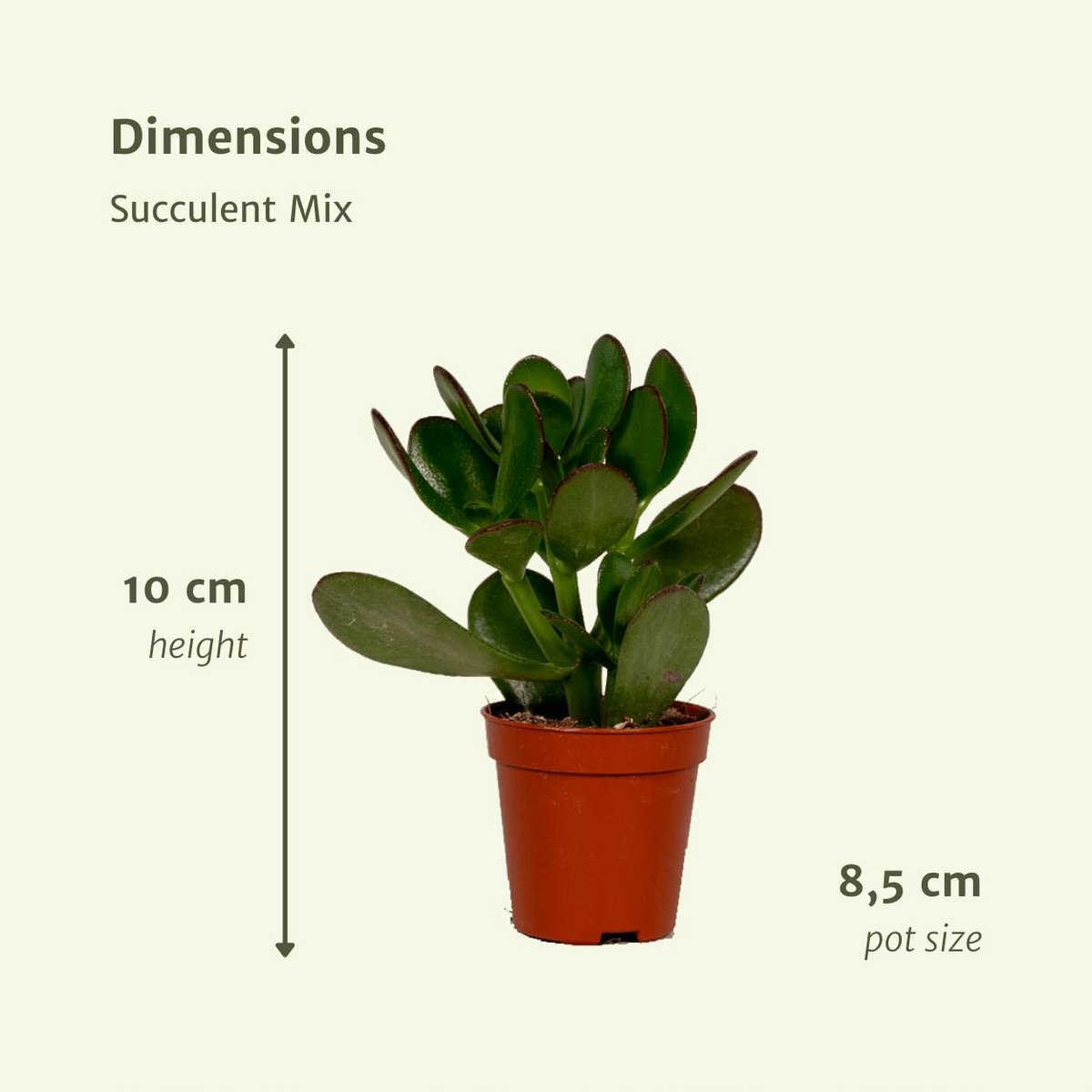 Everspring – Sukkulentenmischung – 18 Stück – ø8,5 cm – ↕10 cm