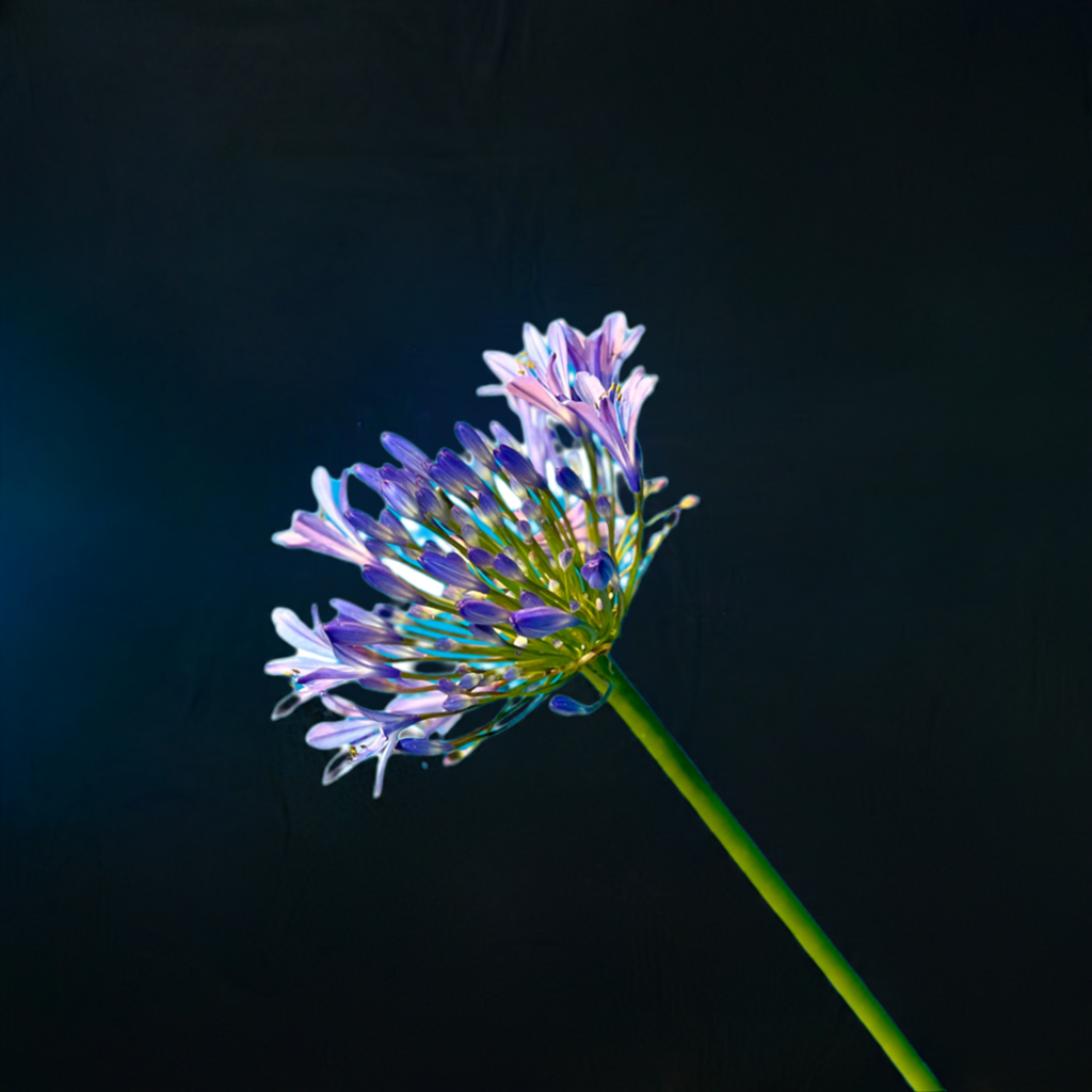 Agapanthus