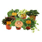 Peperomia-Größen – 6 Stück – Ø12 cm – ↕20 cm - Classic Floral