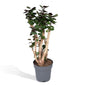Polyscias Fabian Aralia Zimmerbaum Ø24cm 90cm