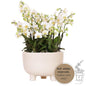 Kolibri Orchideen Mono Bouquet Weiß in Gummischale