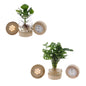 Kingston LED-Glas Duo Monstera & Clusia Ø12cm