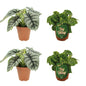 Alocasia Silver Dragon & Begonia Kingiana 4er-Set
