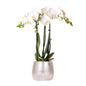 Weiße Phalaenopsis-Orchidee Amabilis im Elite-Topf silber Ø9cm