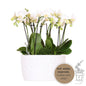 Kolibri Orchideen Jungle Bouquet Weiß in Honigschale Ø9cm