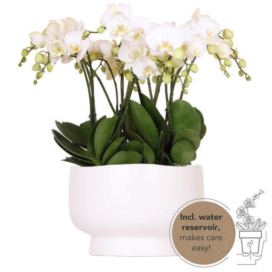 Kolibri-Orchideen | weißes Orchideen-Set in Scandic-Schale inkl. Wasserreservoir | drei weiße Orchideen Gent 12cm | Mono Bouquet weiß mit autarkem Wasserreservoir