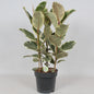 Ficus Tineke Gummibaum Ø27cm 85cm