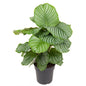 Calathea Orbifolia Silberpflanze Ø24cm 70cm