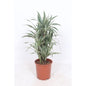 Dracaena Weißer Streifen – Ø24cm – ↕100cm - Classic Floral