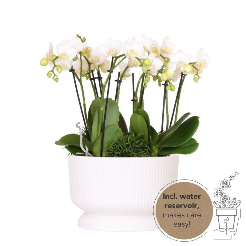 Kolibri-Orchideen | weißes Pflanzenset in Diabolo-weißer Schale inkl. Wasserreservoir | drei weiße Orchideen und drei grüne Pflanzen | Jungle Bouquet weiß mit autarkem Wasserreservoir