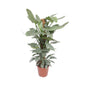 Philodendron Hastatum - Ø27cm - ↕130cm - Classic Floral
