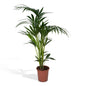 Kentia-Palme Howea Forsteriana 120cm Ø24cm