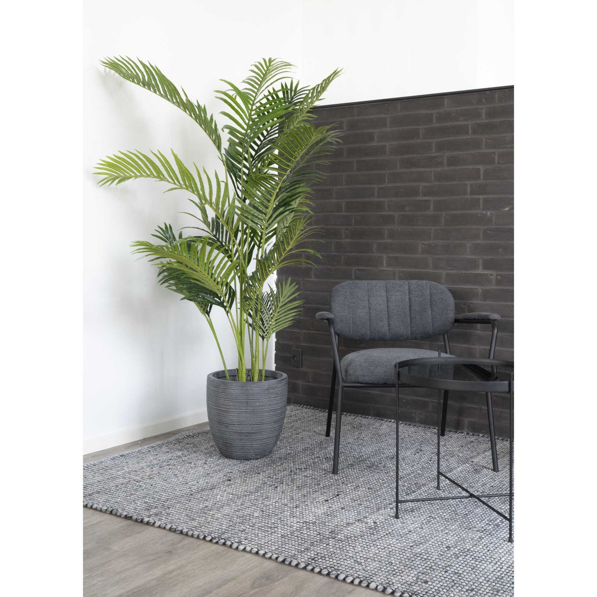 Areca Palme