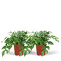 Monstera Minima Lochpflanze 2er-Set Ø15cm