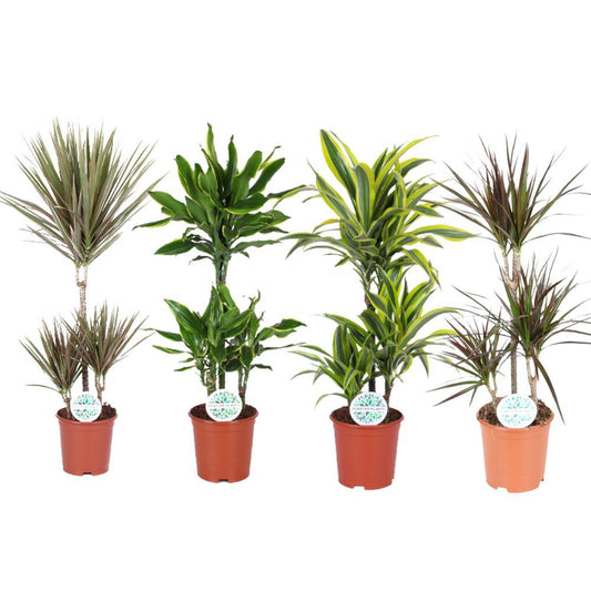 Dracaena Dreams - 4 Stück