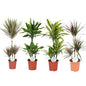 Dracaena Dreams - 4 Stück - Classic Floral