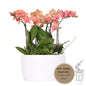 Orangenpflanzen-Set Jungle Bouquet orange in Honigschale Ø9cm