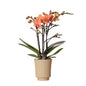 Kolibri-Orchideen - Classic Floral