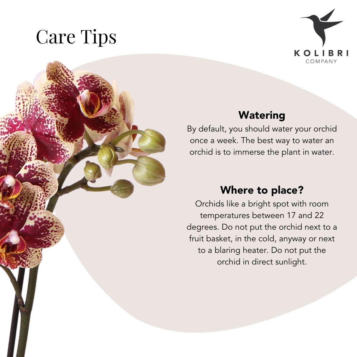 Kolibri-Orchideen | Gelb-rote Phalaenopsis-Orchidee - Spanien + Bienentopf - Topfgröße Ø9cm | blühende Zimmerpflanze – frisch vom Züchter