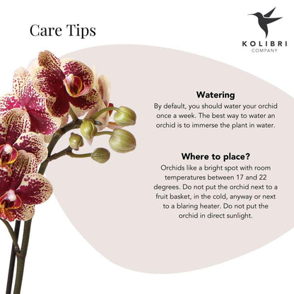 Kolibri-Orchideen | Gelb-rote Phalaenopsis-Orchidee - Spanien + Bienentopf - Topfgröße Ø9cm | blühende Zimmerpflanze – frisch vom Züchter