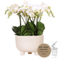 Kolibri Orchideen Mono Bouquet Weiß in Gummischale Ø12cm