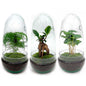 Terrarium-Bausatz Eierbonsai Flaschengarten 25cm