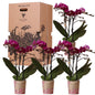 Kolibri Orchideen – Überraschungsbox einfarbig – Pflanzen-Rabattbox – Überraschungsbox mit 4 verschiedenen Orchideen – frisch vom Züchter - Classic Floral
