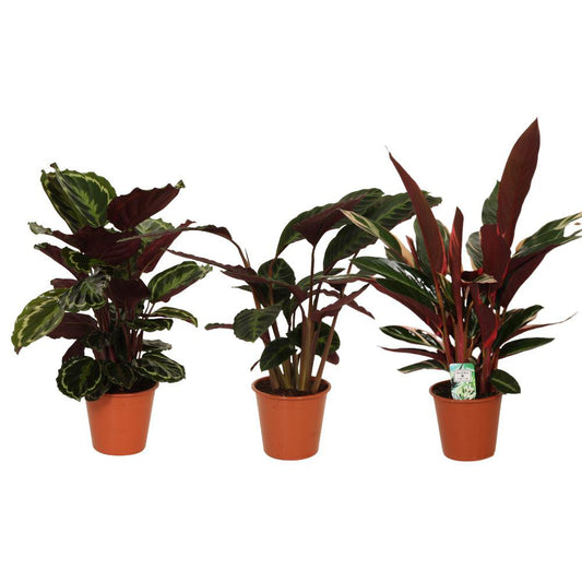 Calathea Symphony - 3 Stück