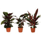 Calathea Symphony Gebetsblumenpflanze 3er-Set Ø19cm