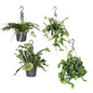 Hängende grüne Juwelen 4er-Set Ø17cm
