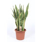 Sansevieria Trifasciata Laurentii Ø25cm 85cm