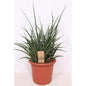 Sansevieria Fernwood Punk Ø25cm 60cm