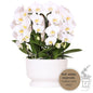 Weißes Orchideen-Set Niagara Fall in Diabolo-Schale Ø12cm