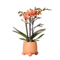 Kolibri-Orchideen - Classic Floral