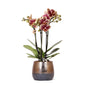 Gelb-Rote Phalaenopsis-Orchidee Spanien im Elite-Topf Kupfer Ø9cm