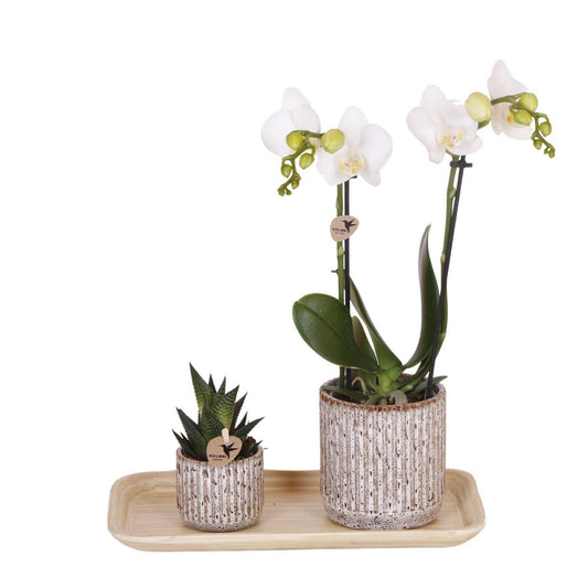 Kolibri-Orchideen | Pflanzenset Untamed Nature klein | Grünpflanzen mit Phalaenopsis-Orchidee in Jaguar-Ziertöpfen und Bambustablett