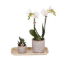 Kolibri-Orchideen | Pflanzenset Untamed Nature klein | Grünpflanzen mit Phalaenopsis-Orchidee in Jaguar-Ziertöpfen und Bambustablett