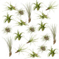 Tillandsia Air Mix 20er-Set Ø6cm