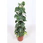 Philodendron Scandens Brasil Zimmerpflanze Ø24cm