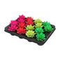 Echeveria Neon-Mix 16er-Set Ø6cm