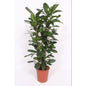 Ficus Cyathistipula Afrikanischer Feigenbaum Ø27cm 120cm