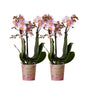 Rosa Phalaenopsis-Orchidee Andorra 2er Kombi-Set Ø9cm