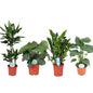 Zimmerpflanzen Green Harmony 4er-Set Ø21cm
